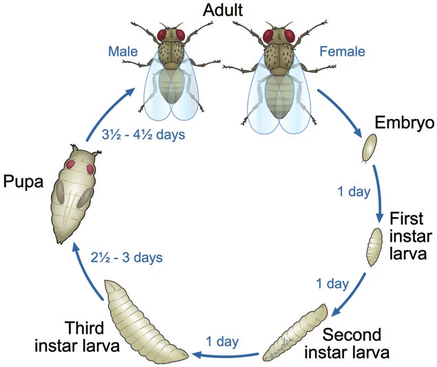 Lifecycle diagram of Drosophila melanogaster: embryo to first, second and third instar larva (about 1 day each), pupa (2.5 to 3 days), then adult (3.5 to 4.5 days)